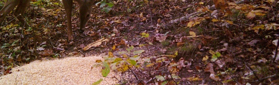 chess server Discord Server Banner