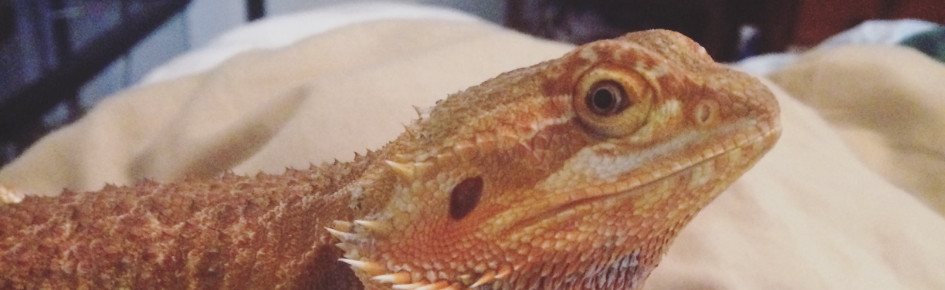 ?⚫Reptile Republic⚪? Discord Server Banner