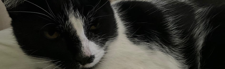 Legion of silly cars Discord Server Banner