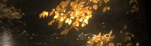 🪕🌾 𝐘𝐀𝐄𝐋𝐎𝐊𝐑𝐄 𝐅𝐀𝐍𝐒 Discord Server Banner