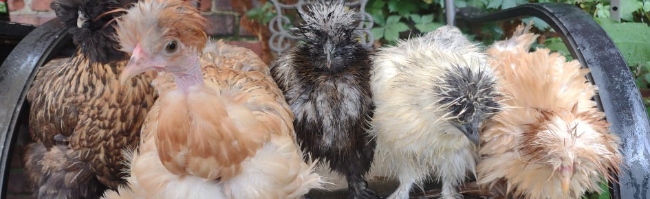 Send Bird Pics Discord Server Banner