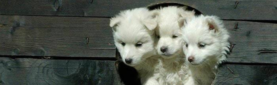 Tummy Sanctuary Discord Server Banner