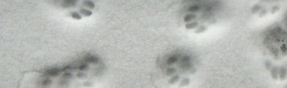 Garden ᡣ𐭩 Discord Server Banner