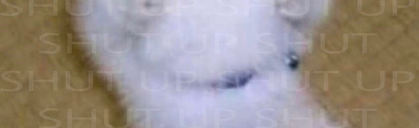 asylum Discord Server Banner