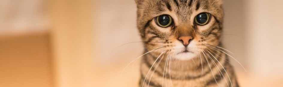 LCSN’s friendly server Discord Server Banner