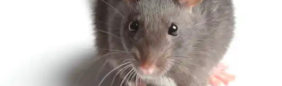 +*SERVER CHAT+*{meet new people} Discord Server Banner