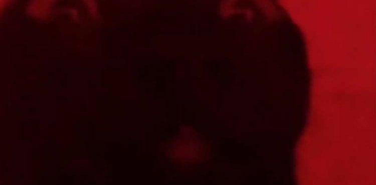 Kitty Land Discord Server Banner