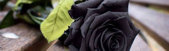 Black Rose Discord Server Banner