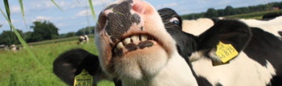 CØW CØMMUNITY ? Discord Server Banner