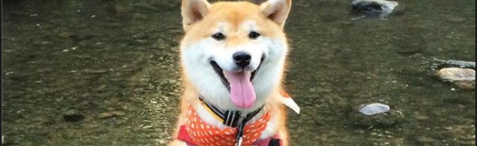 pupperland Discord Server Banner