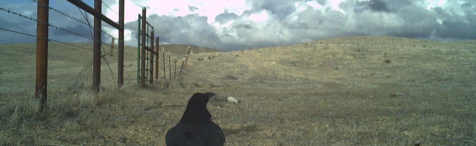 Wowow! Discord Server Banner