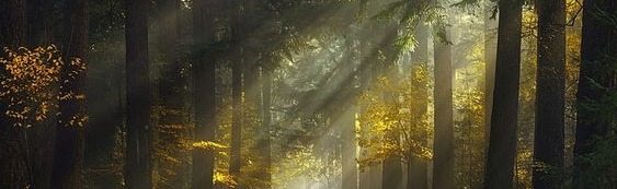 The Veiled Grove Discord Server Banner