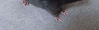the rats sewer Discord Server Banner