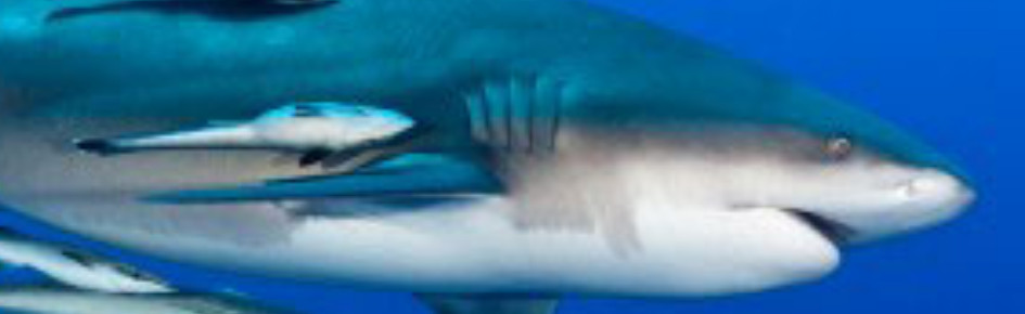 SPOC Discord Server Banner