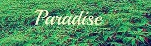 The Blunt Rotation🍃💨 Discord Server Banner