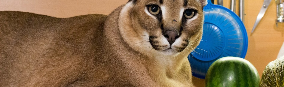 FlopLand Discord Server Banner