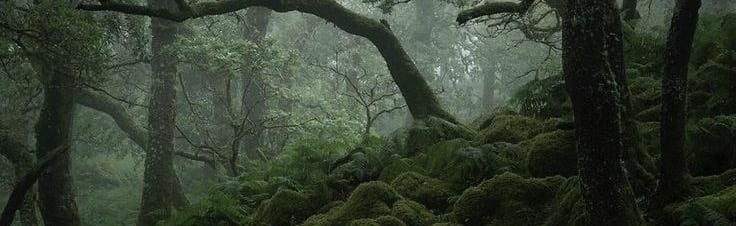 Wood Discord Server Banner