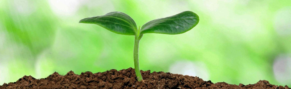 soil Discord Server Banner