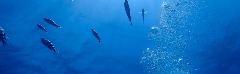 Discord Navy Discord Server Banner