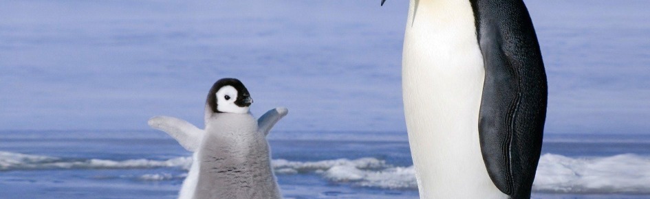 Only Penguin Discord Server Banner