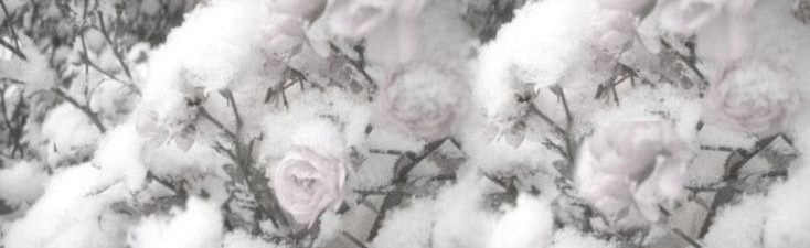 ꒰ఎ  snowy paws  ໒꒱ Discord Server Banner