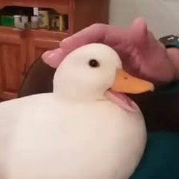 Quacci Discord Server Banner