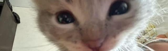 Hoe Discord Server Banner