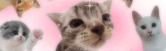 cat cult cafe Discord Server Banner