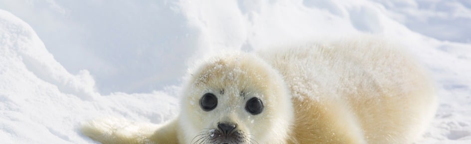 Seal Box Fort Discord Server Banner