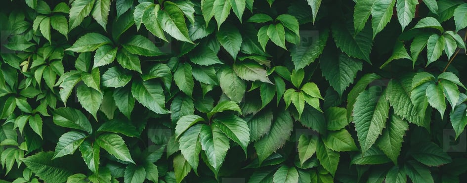 Snow’s Garden Getaway Discord Server Banner