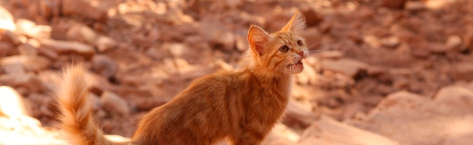 Oasisclan Discord Server Banner