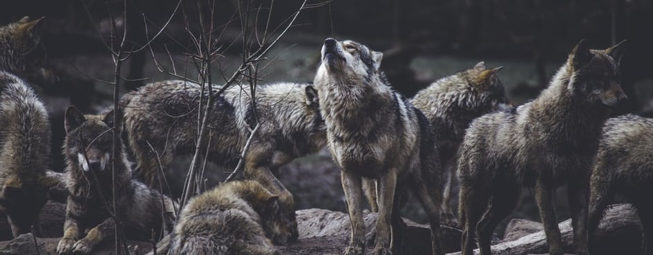 Wolves Discord Server Banner