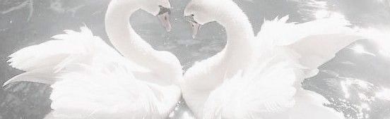 Light 🦢🕯 Discord Server Banner