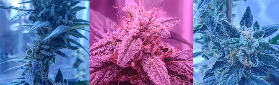 TheStonedCultivators420 Discord Server Banner