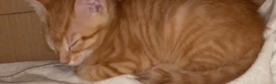 Garfield Marketplace Discord Server Banner