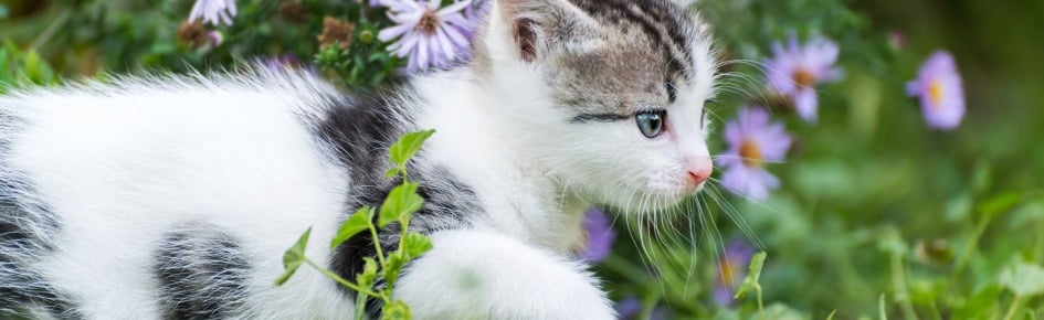 Lil kitty playpen Discord Server Banner