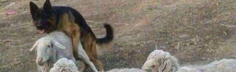 ?Birb Church? Discord Server Banner