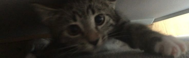 Vitality Discord Server Banner