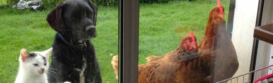 Animal Crossing general Discord Server Banner