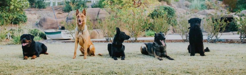 The Big Dogs Discord Server Banner