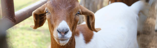 The Goats Garden Discord Server Banner