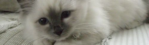 ≽^• ˕ • ྀི≼ Discord Server Banner