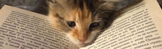 Lucky Ducklings Discord Server Banner