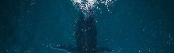 Aiko Discord Server Banner