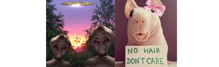 Lovely Discord Server Banner