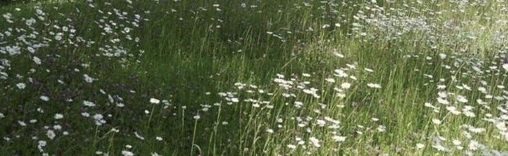 oblivian Discord Server Banner