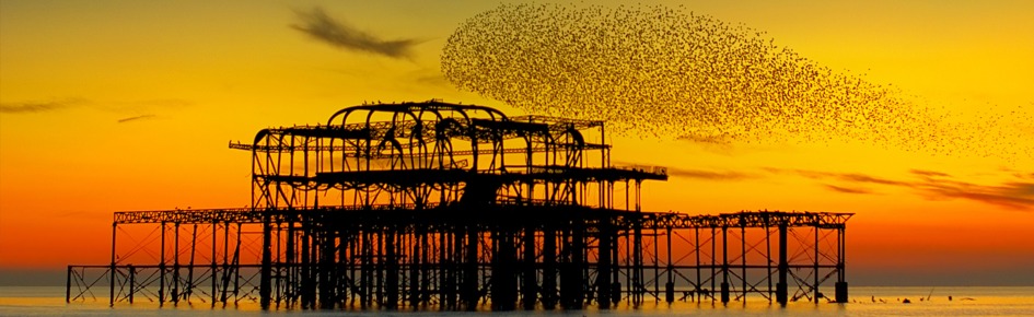 Bored Giraffe club Discord Server Banner