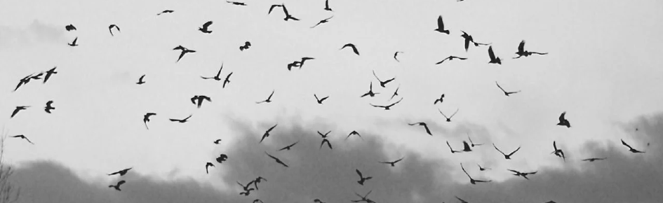 THE_BLACK_BIRDS Discord Server Banner