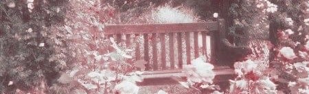 Orchid's loves Discord Server Banner