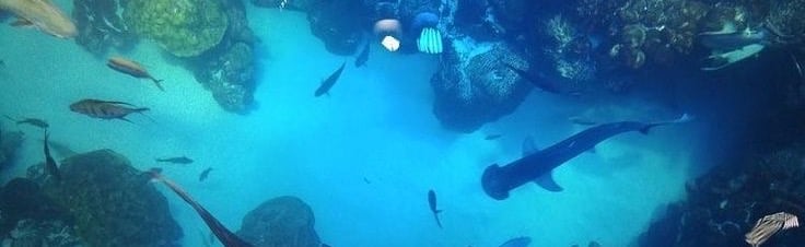 candra’s world 🐬🥥🪲🌊 Discord Server Banner